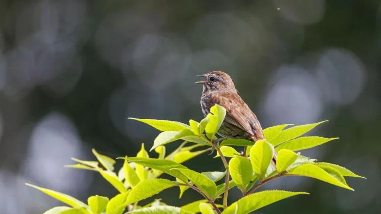 Uccellino posato su un ramo che canta in un giardino di casa al mattino