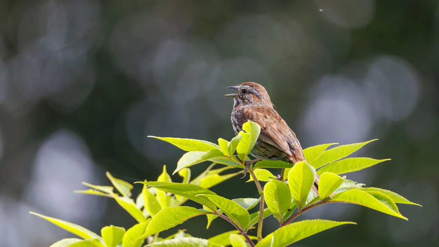 Uccellino posato su un ramo che canta in un giardino di casa al mattino
