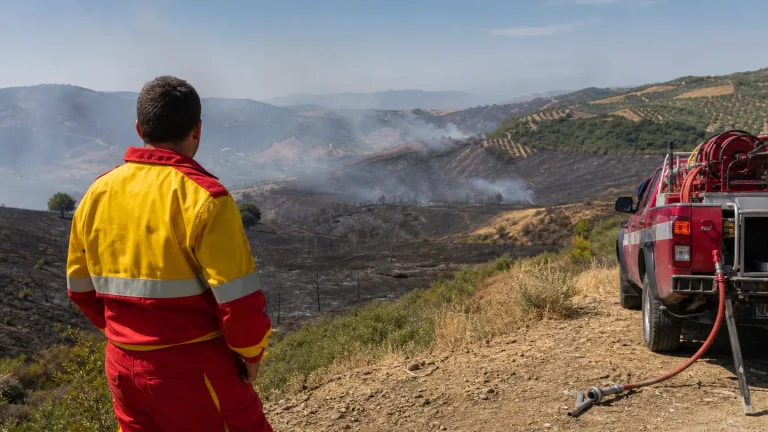 Incendi in Calabria, gatti usati come innesco – Aidaa offre mille euro per segnalare i piromani