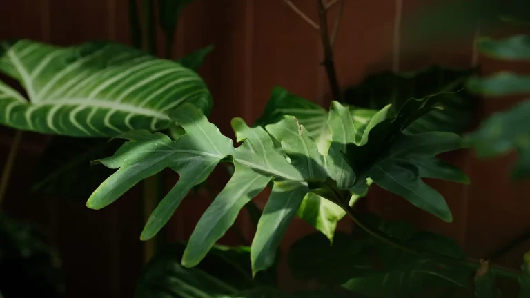 Philodendron selloum con grandi foglie verdi in un luminoso soggiorno moderno
